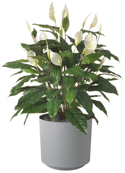 Юкка мужегон?