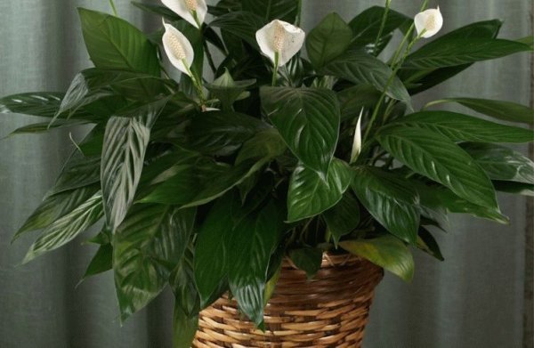 Спатифиллум женское счастье приметы