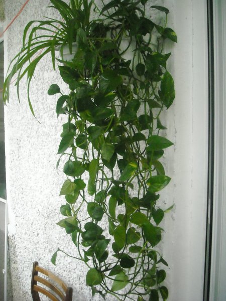 Мужегон Хойя