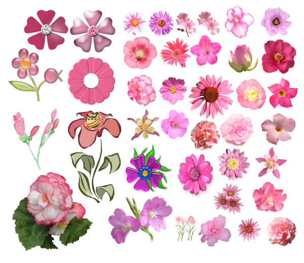 Цветы без фона