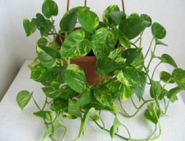 Сциндапсус Вьюн Лиана