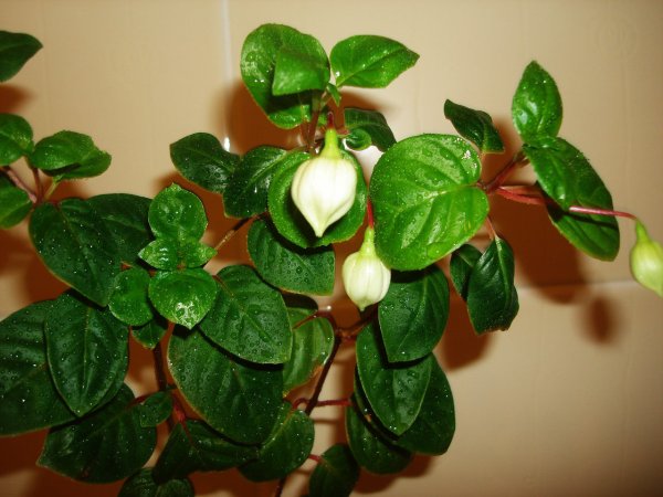 Фуксия листья