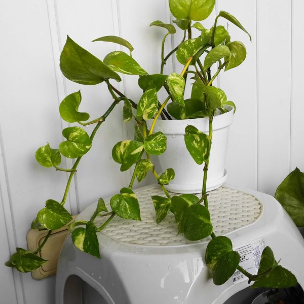 Циссус мужегон