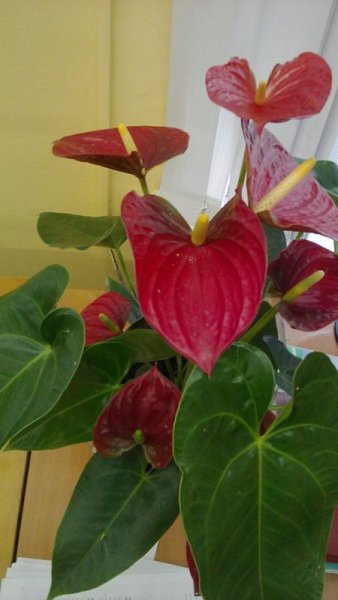 Бегония крупнолистная мужегон