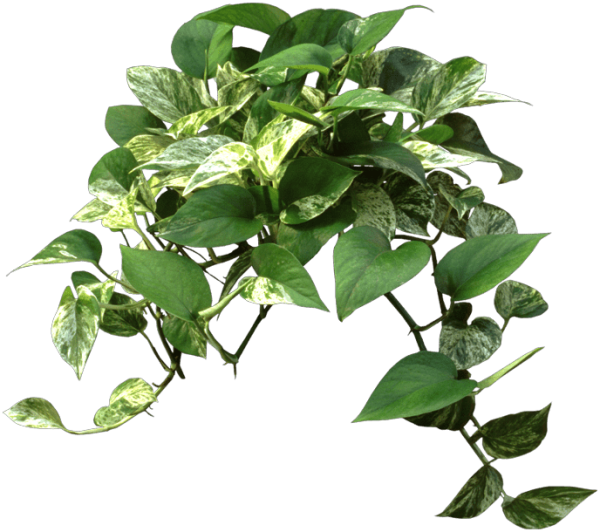 Эпипремнум (он же сциндапсус)