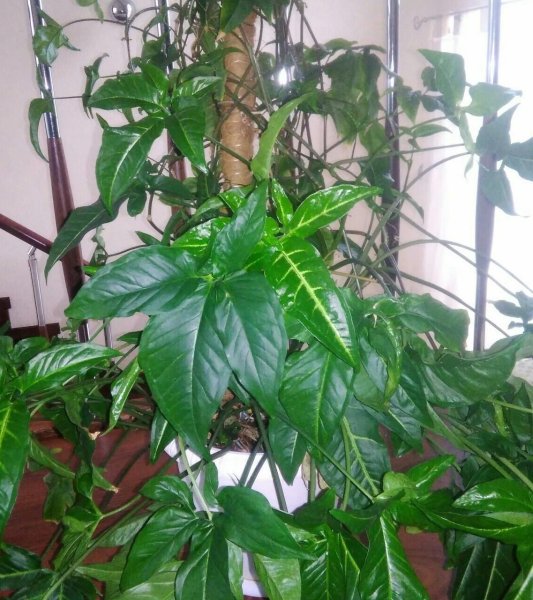 Фикус сингониум