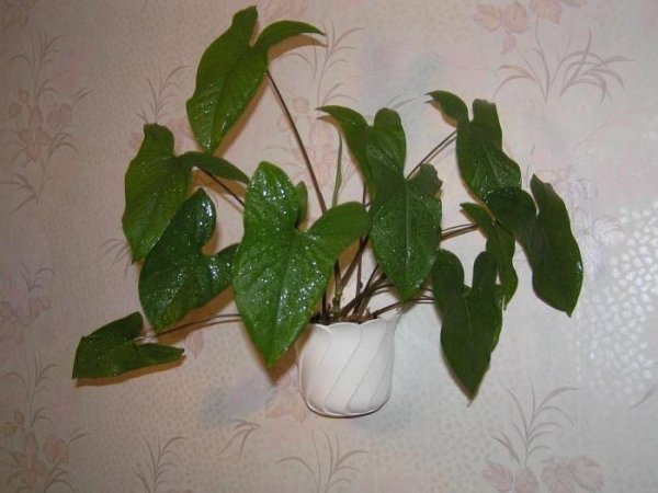 Филодендрон Лиана