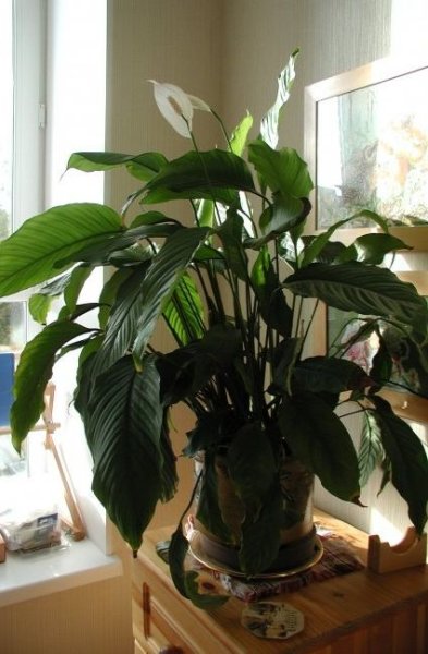 Хлоя вдовий цветок