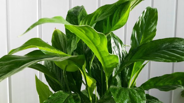 Спатифиллум мужегон