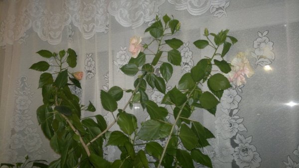 Гибискус мужегон