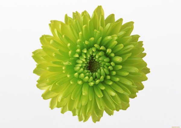 Фиолетовые цветы