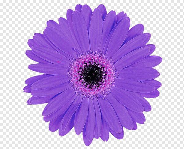 Фиолетовые цветочки