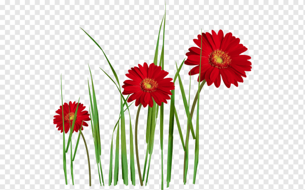 Гибискус Гавайи вектор