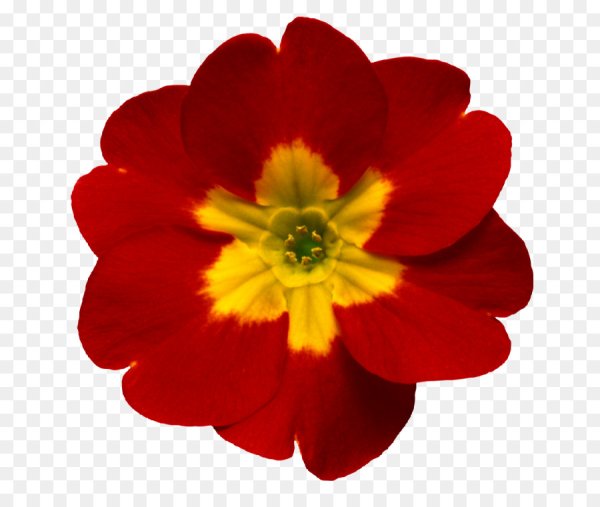 Красивые одиночные цветы