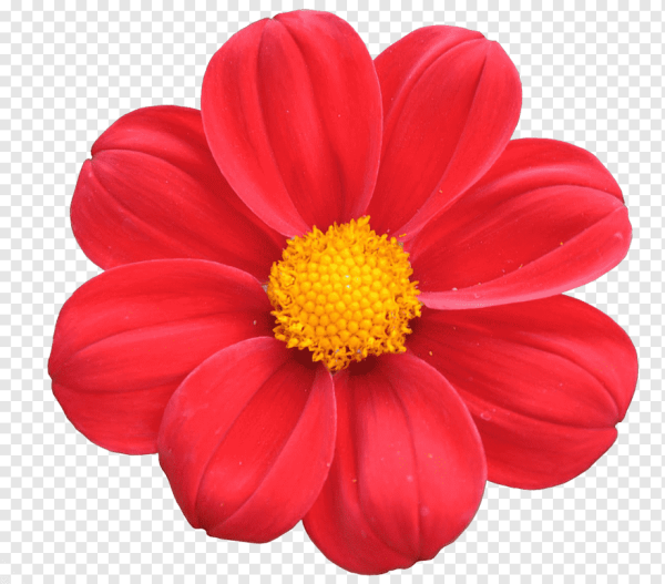 Хризантема и циния