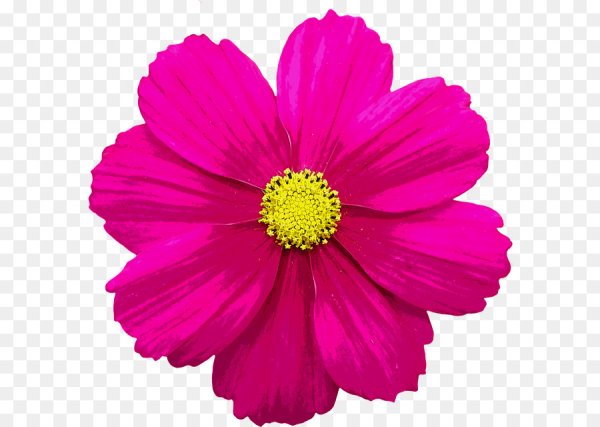 Цветочки на прозрачном фоне