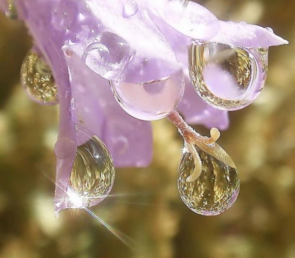 Crystal Lotus Swarovski