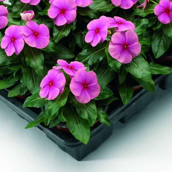 Катарантус розовидный