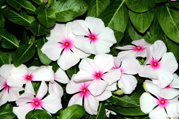 Цветок катарантус Аристократ