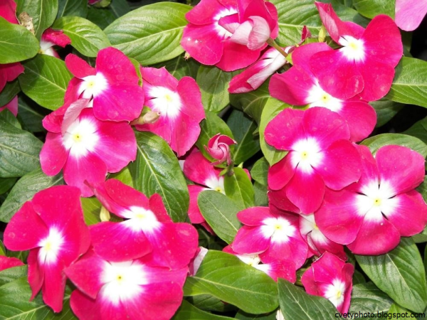 Катарантус Пацифика Бургундия