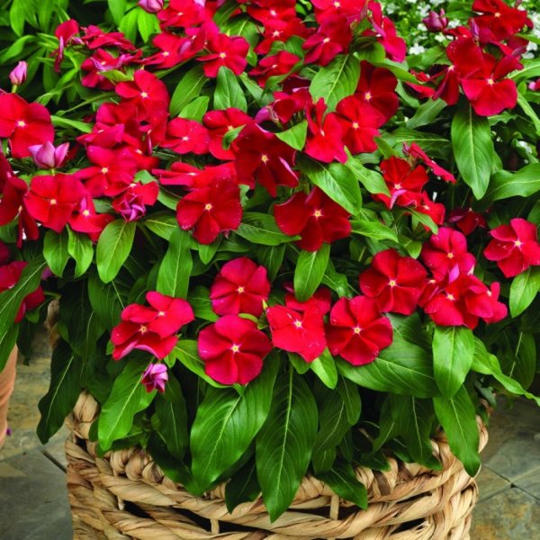 Катарантус Кураж