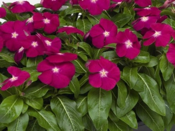 Барвинок катарантус