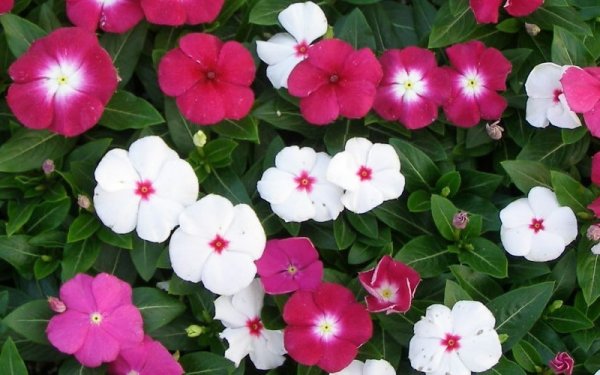 Катарантус Хитвейв