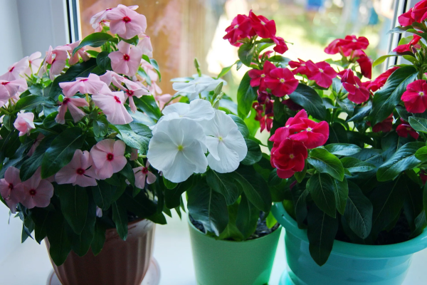 Катарантус цветок