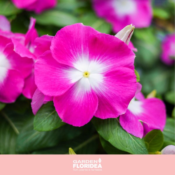 Катарантус Барвинок цветок