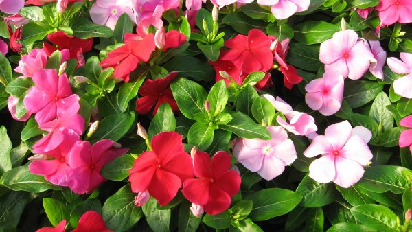 Барвинок катарантус