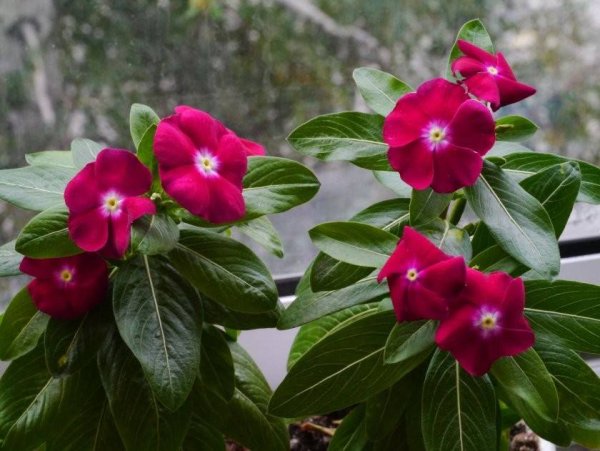 Катарантус («кайенский Жасмин»)