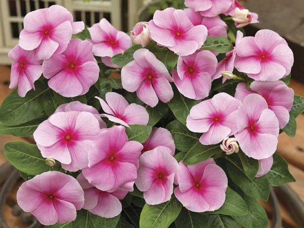 Катарантус САНШТОРМ