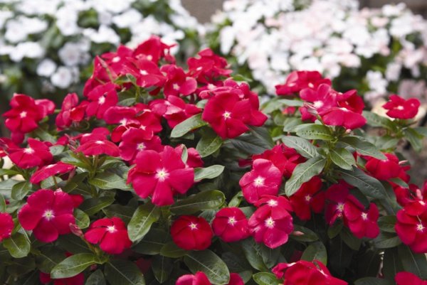 Катарантус ампельный Медитерранеан