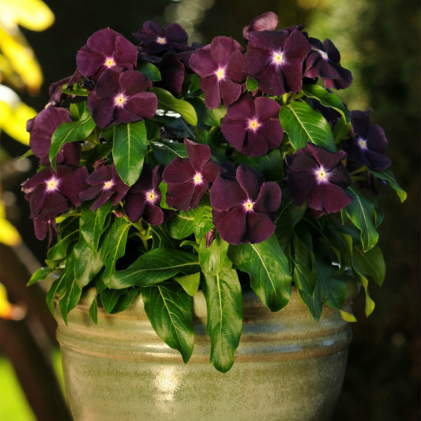 Катарантус грейп