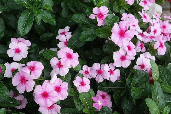 Катарантус ампельный