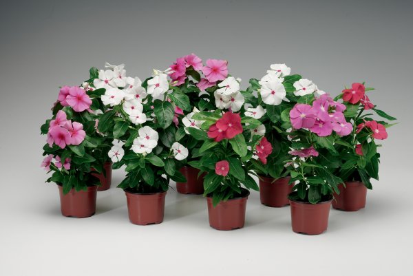 Катарантус ампельный Медитерранеан микс