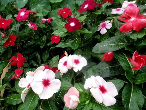 Бальзамин катарантус