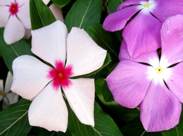 Катарантус Барвинок Кураж