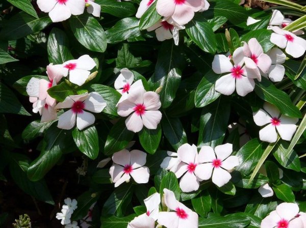 Катарантус («кайенский Жасмин»)