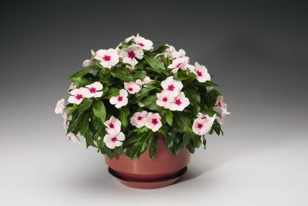 Катарантус кустовой