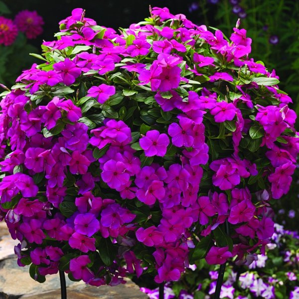 Катарантус ампельный Медитерранеан