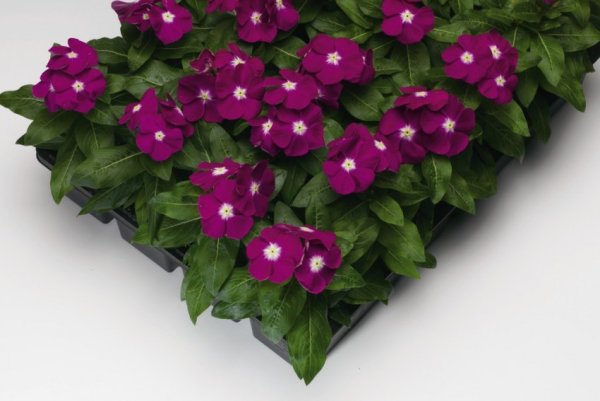 Катарантус Виктори Блю