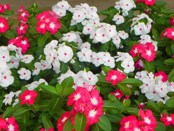 Катарантус Аристократ