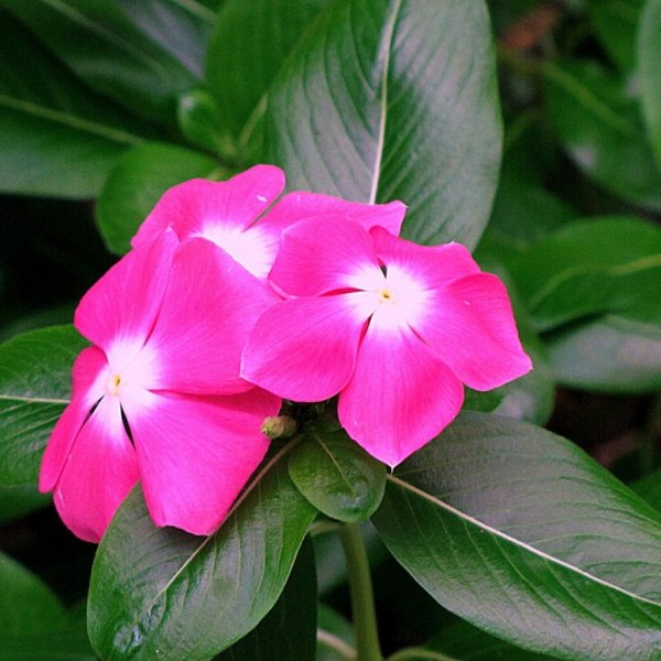 Катарантус Казанова