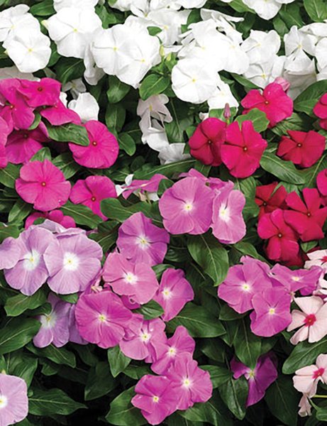 Барвинок катарантус