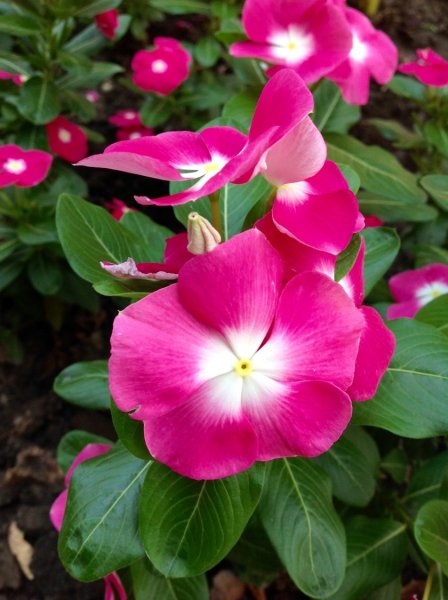 Барвинок катарантус