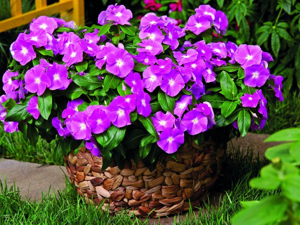 Катарантус розовый