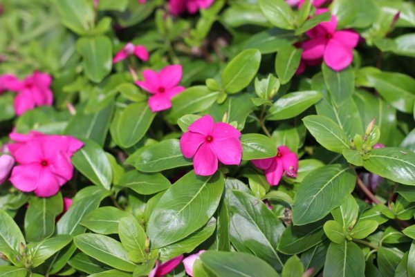 Катарантус розовидный