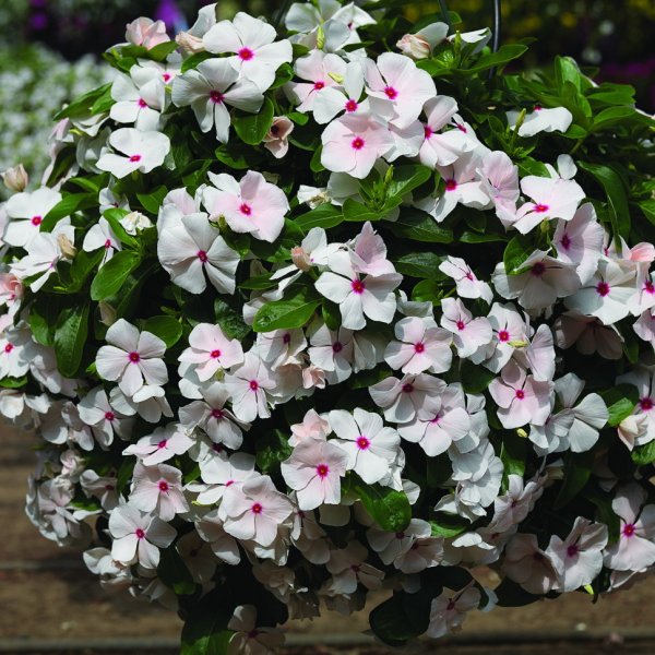 Катарантус ампельный кора Каскад