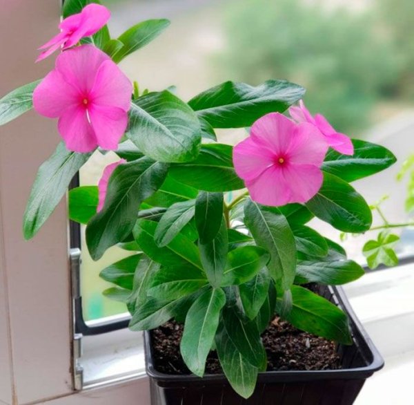 Адениум катарантус